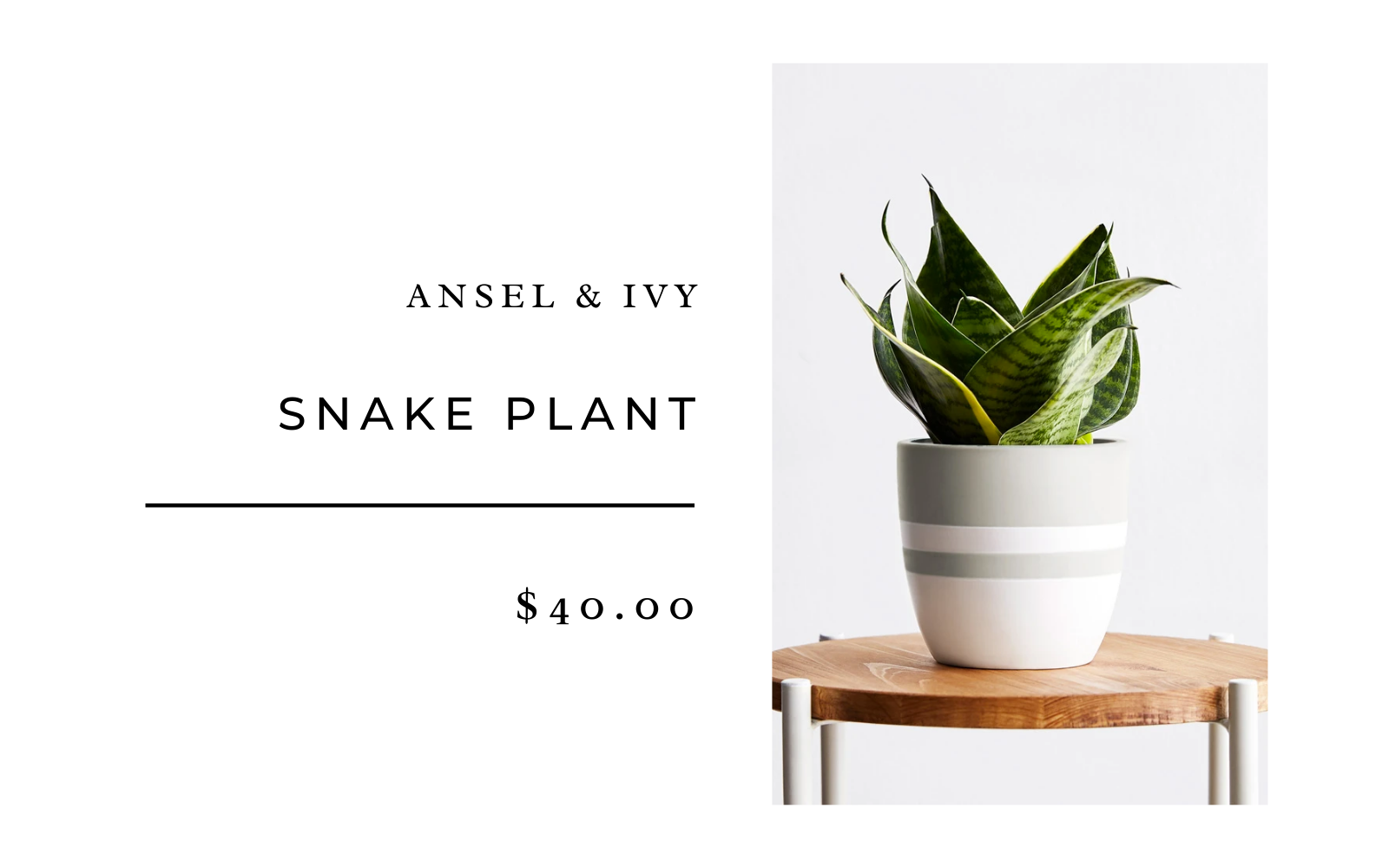 snake plant