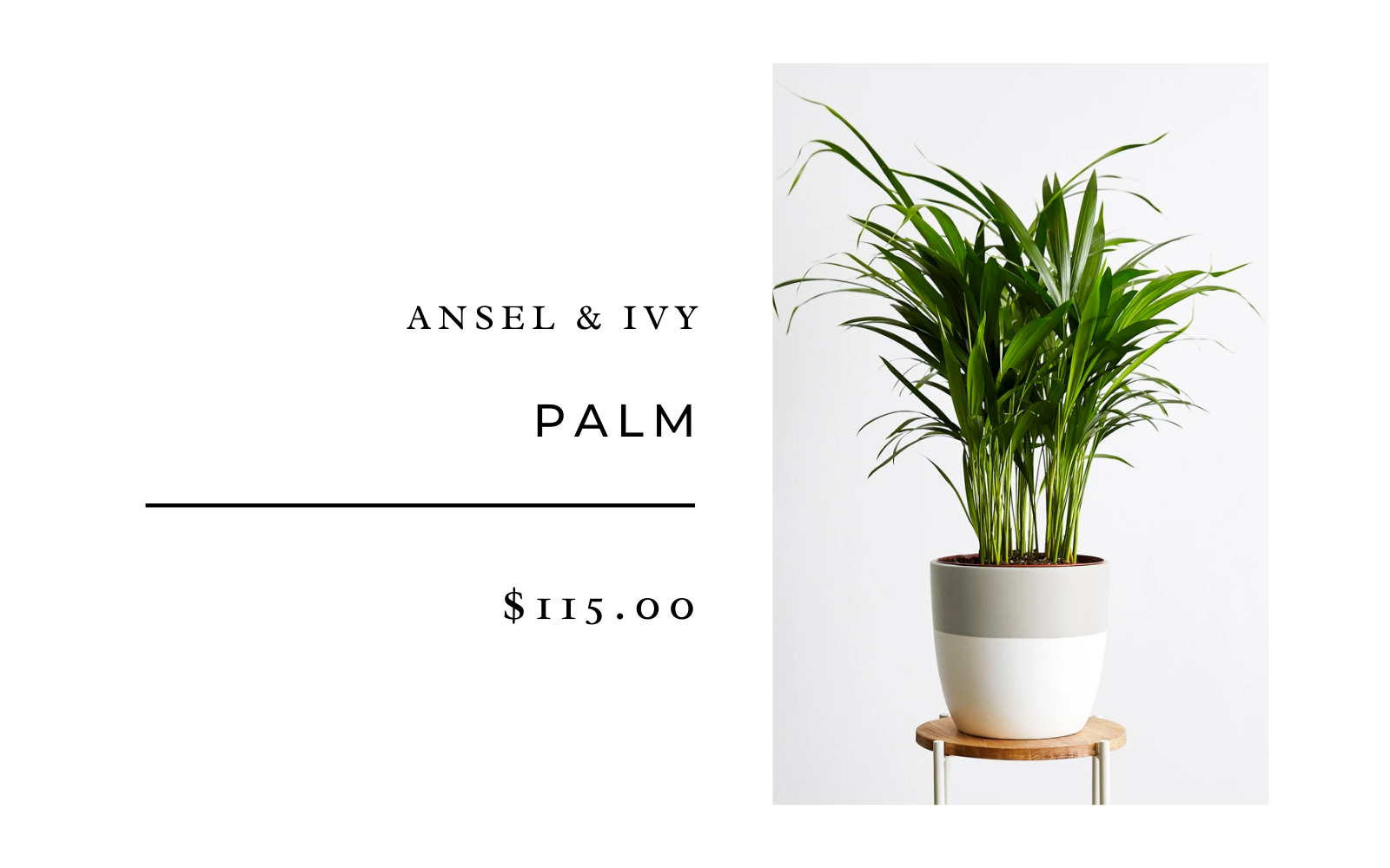 palm