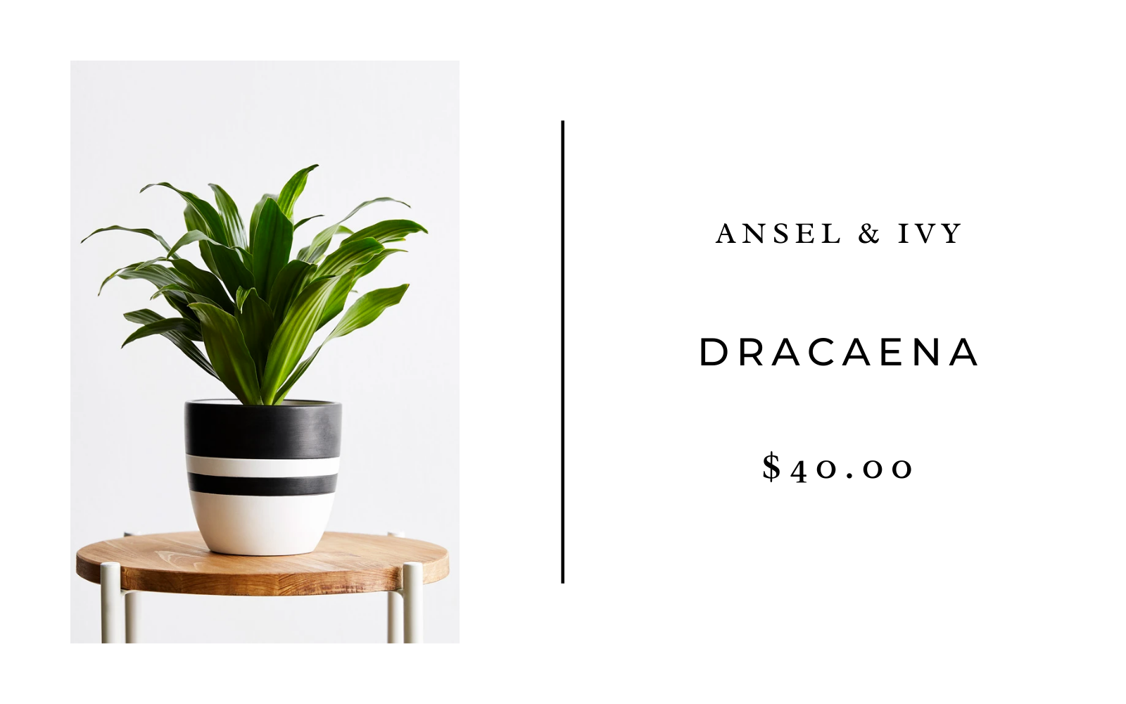 dracaena
