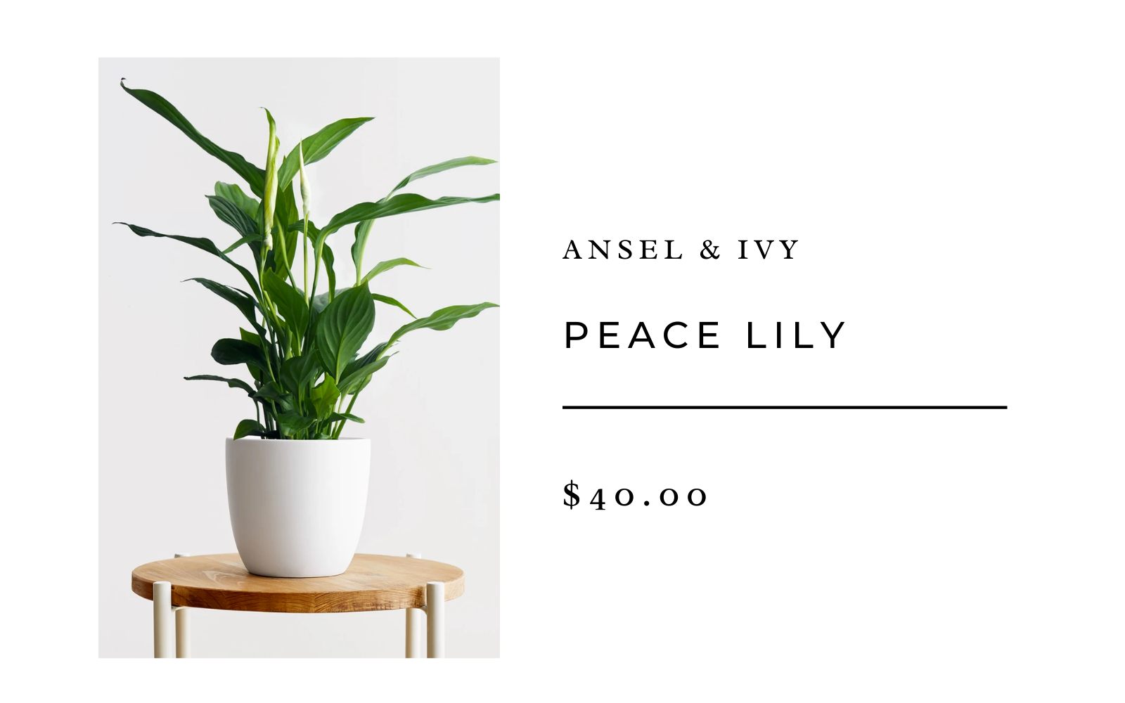 peace lily