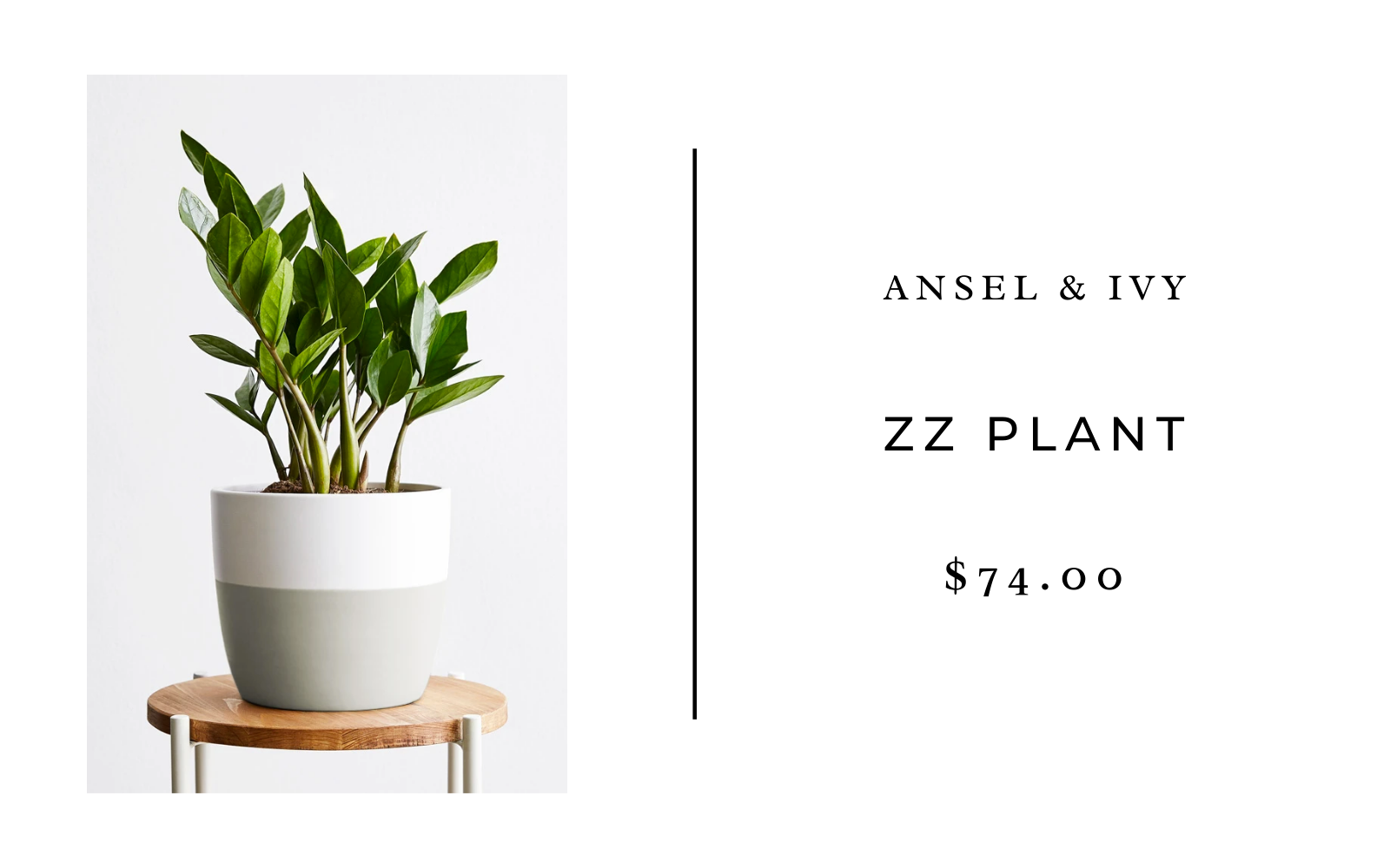 zz plant