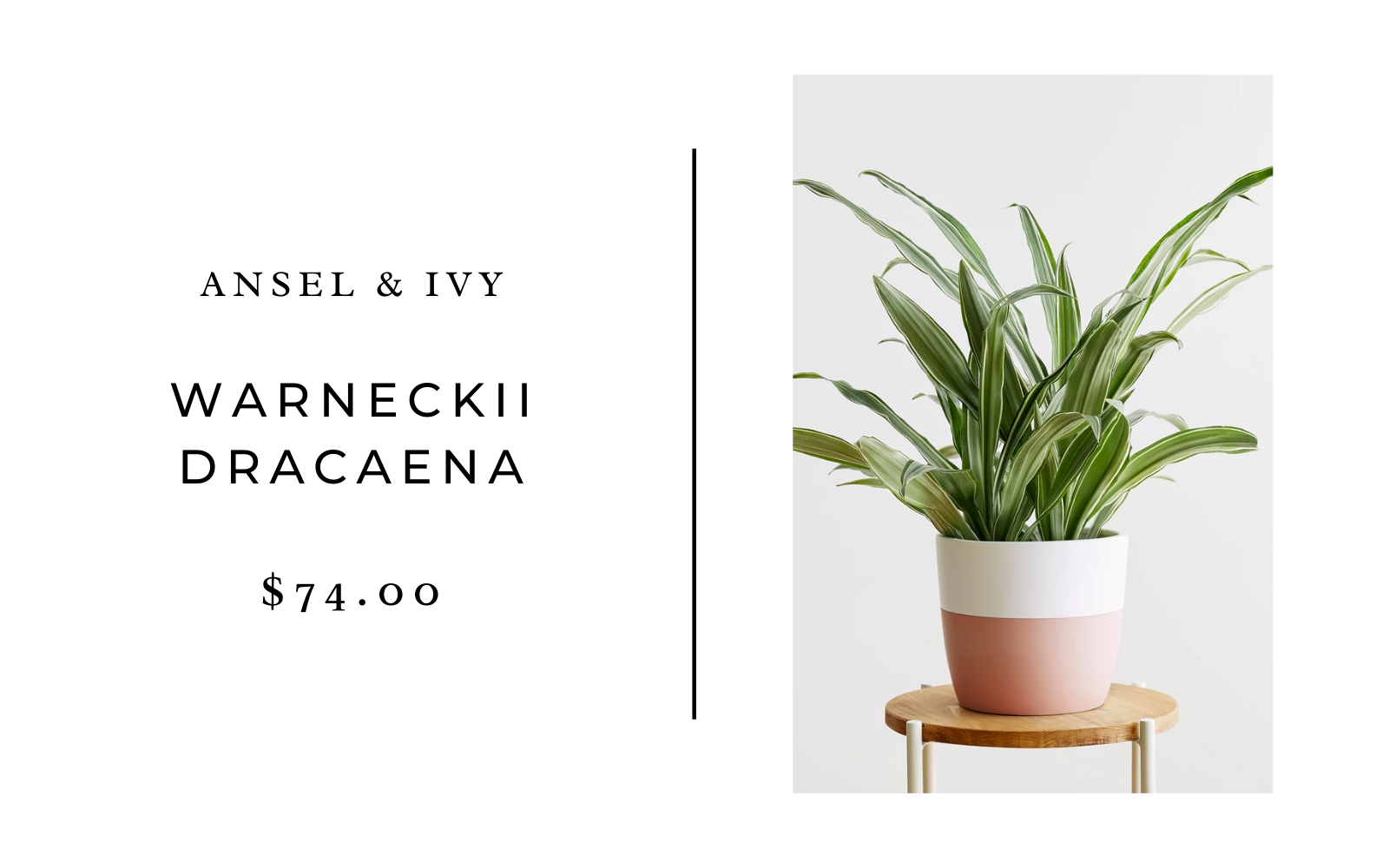 warneckii dracaena