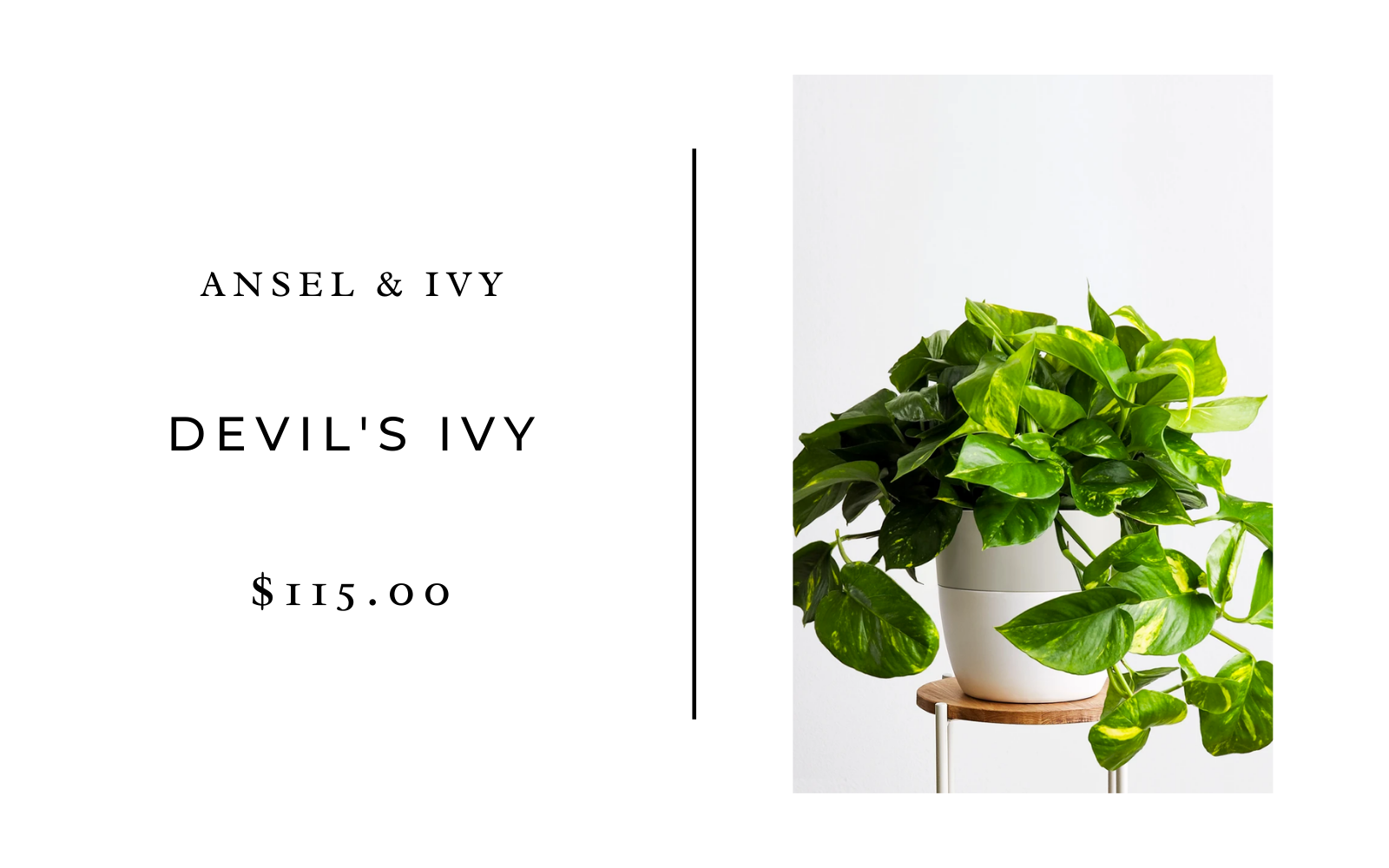 devils ivy pothos