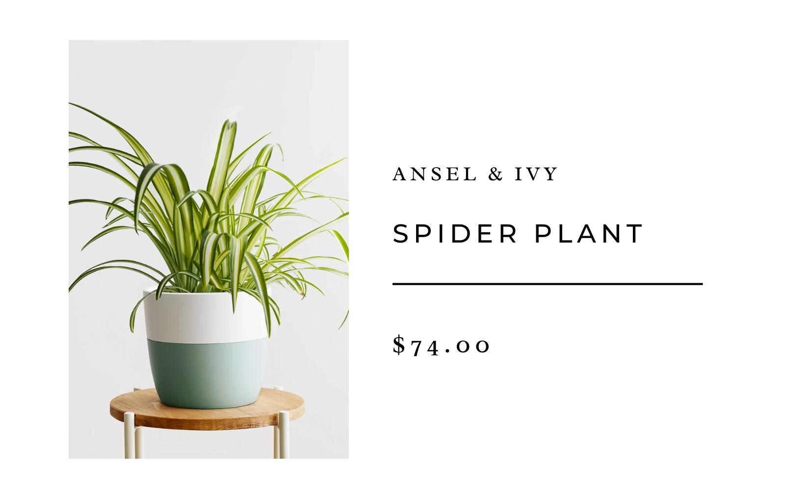 spider plant