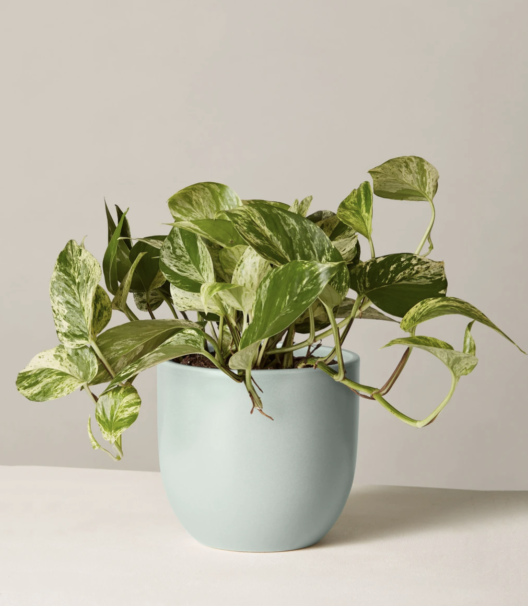 the sill pothos plant