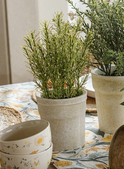 Flowering Thyme Potted - Threshold with Studio McGee
