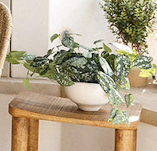 Threshold Dark Green Trailing Plant