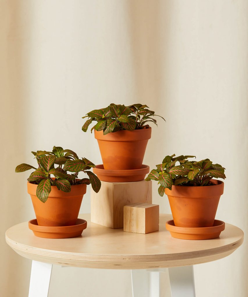 Best Pet-Friendly Houseplants_Red Fittonia