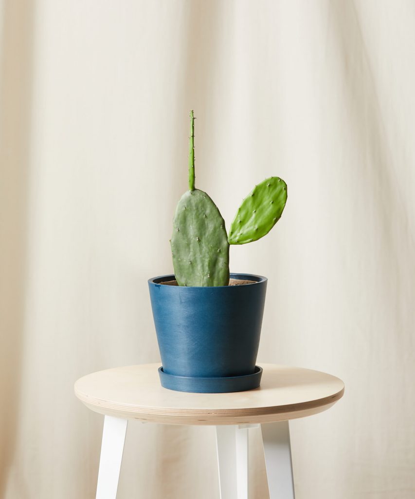 Best Pet-Friendly Houseplants_Prickly Pear Cactus