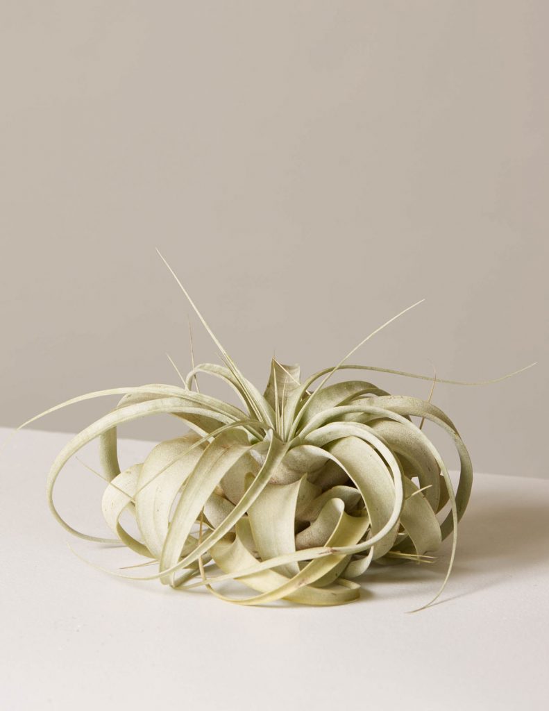 Best Pet-Friendly Houseplants_Xerographica (Air Plant) 