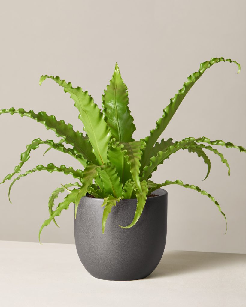 Best Pet-Friendly Houseplants_Bird’s Nest Fern