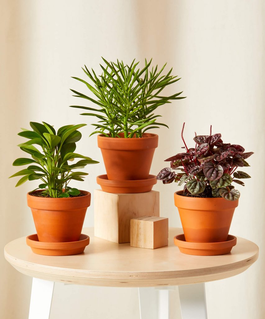 Best Pet-Friendly Houseplants_Pet-Peromia