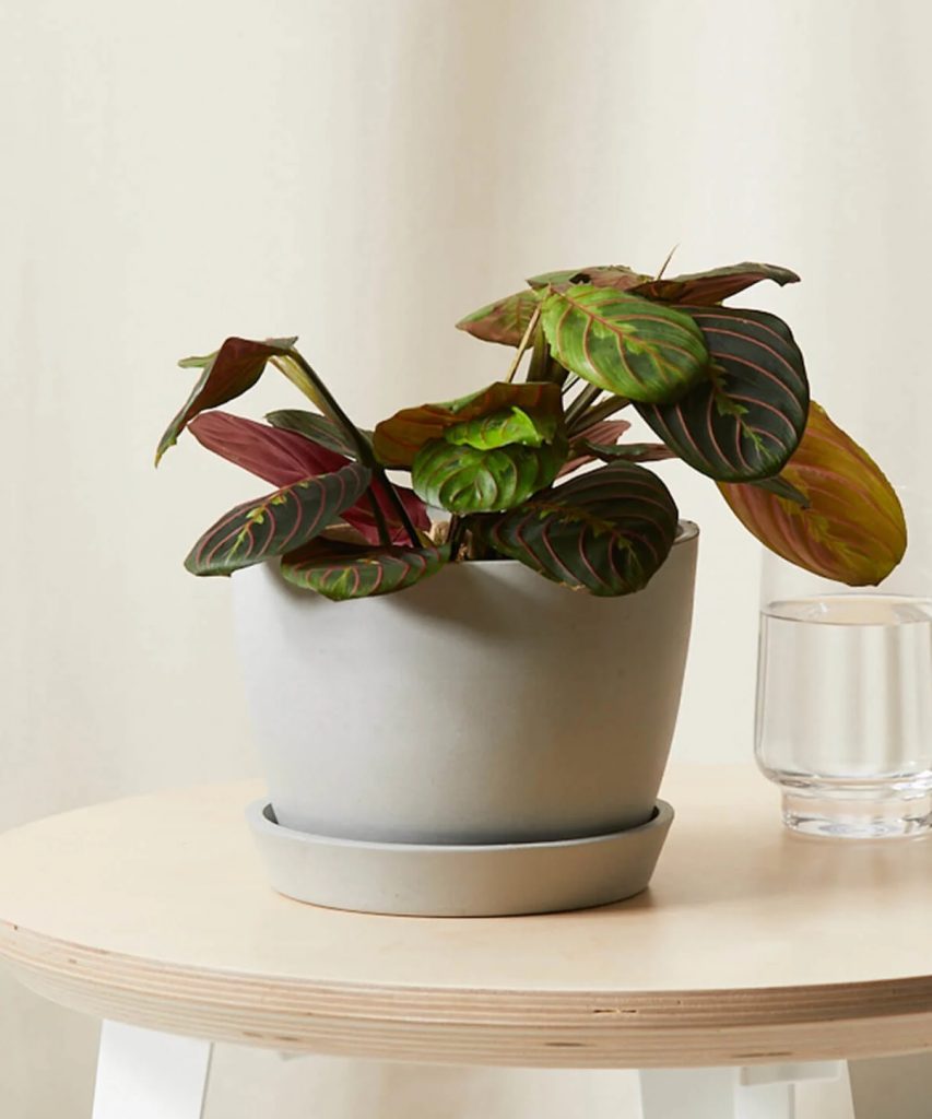 Best Pet-Friendly Houseplants_Red Prayer Plant