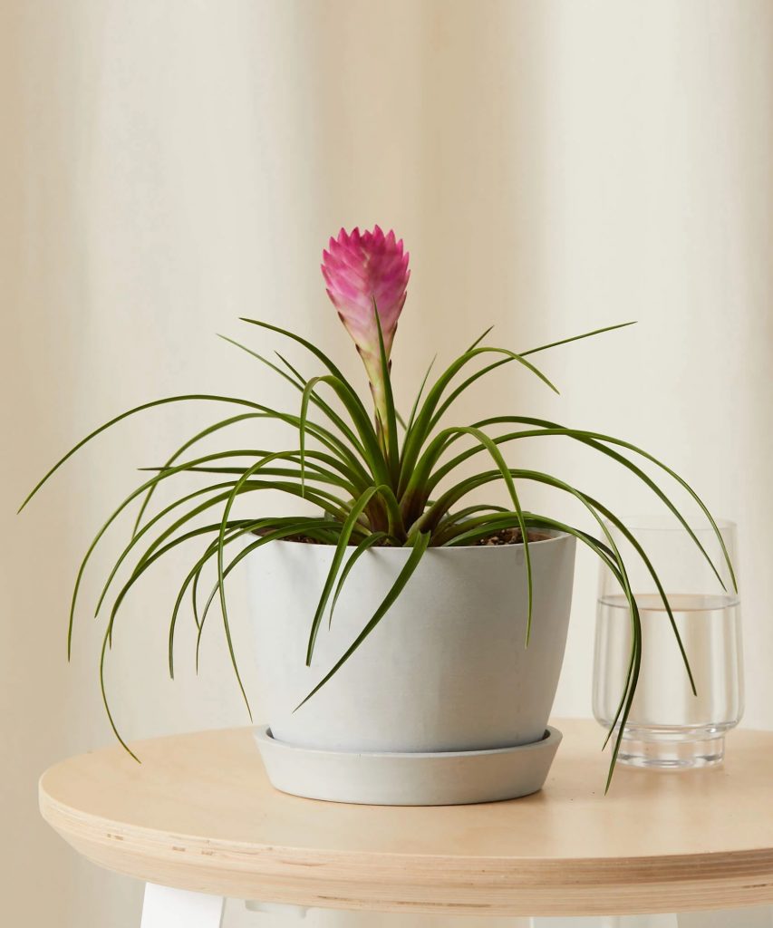 Best Pet-Friendly Houseplants_Bromeliad Summer 