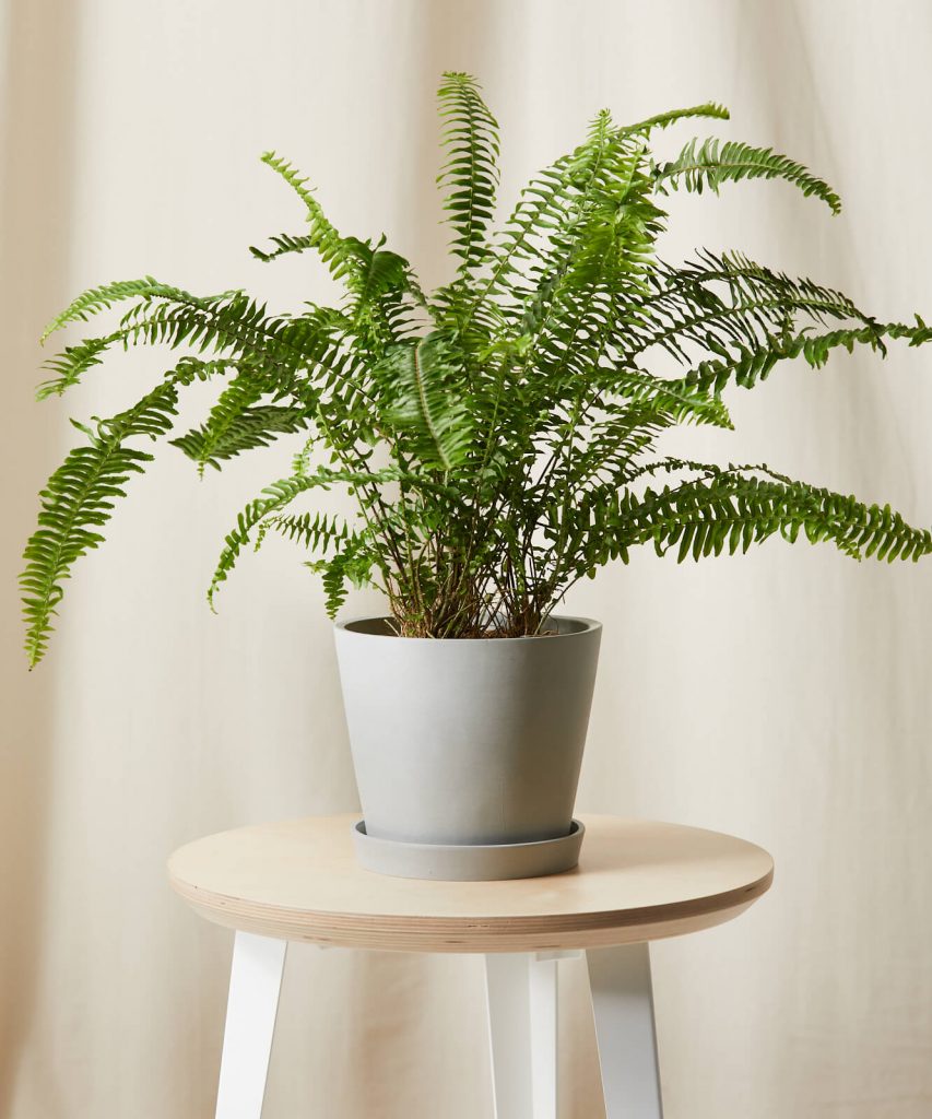 Best Pet-Friendly Houseplants_Kimberly Queen Fern
