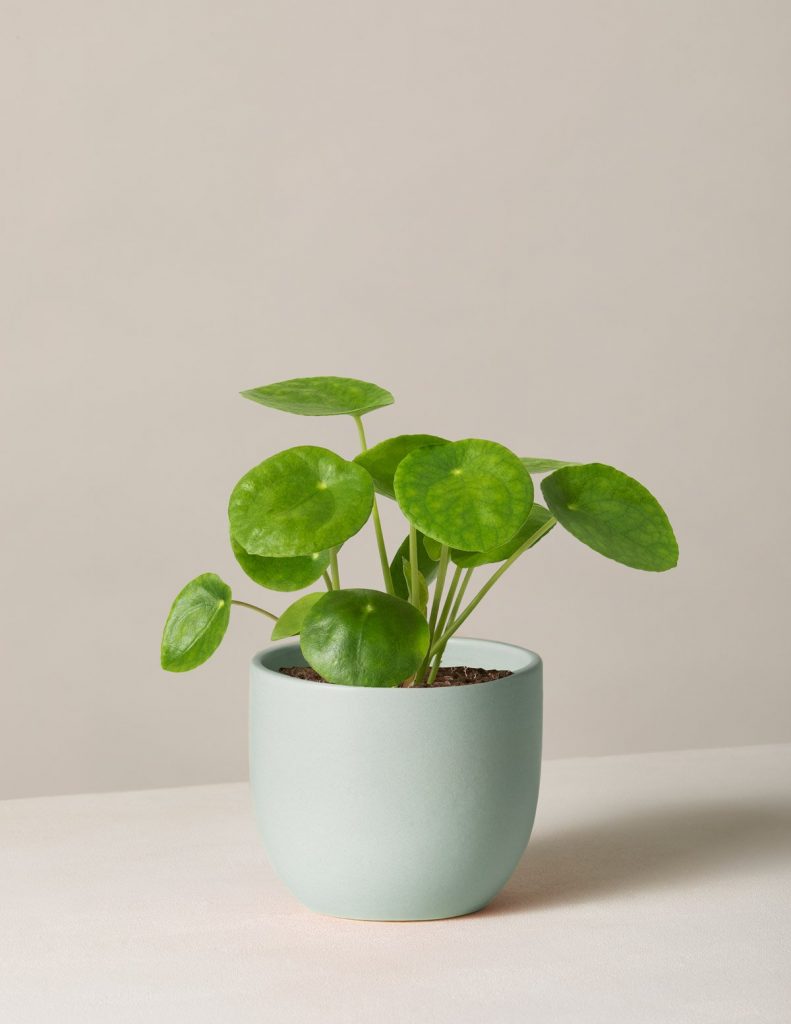 Best Pet-Friendly Houseplants_Pilea Peperomioides