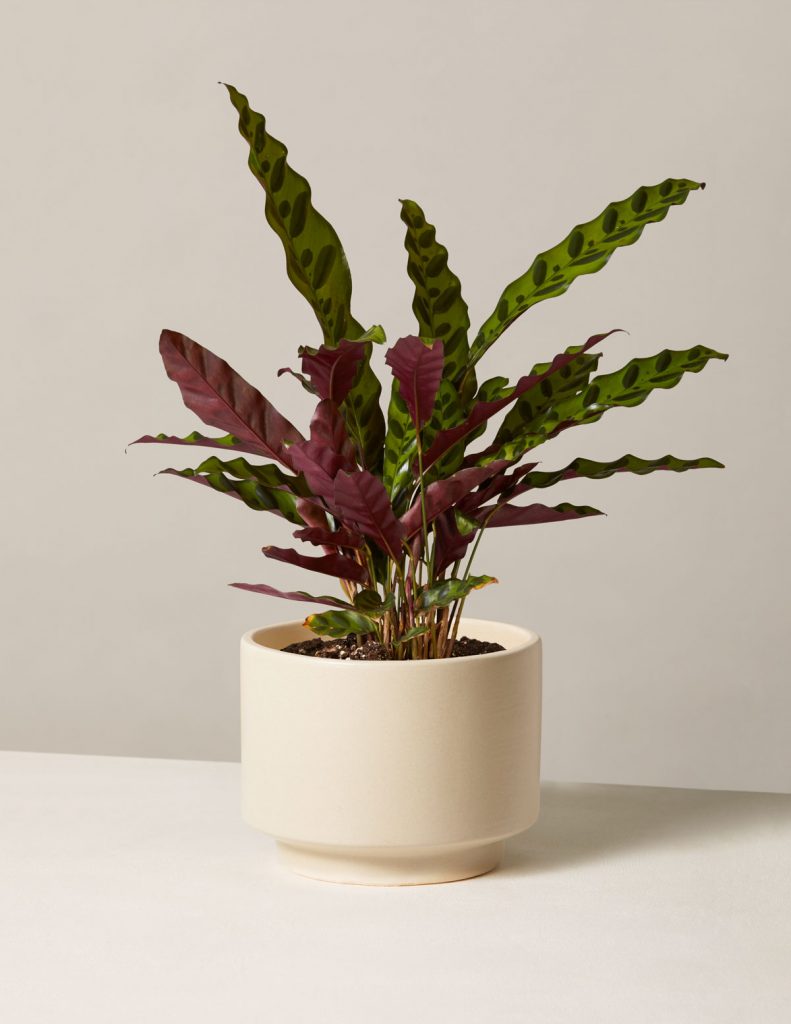 Best Pet-Friendly Houseplants_Calathea Rattlesnake 