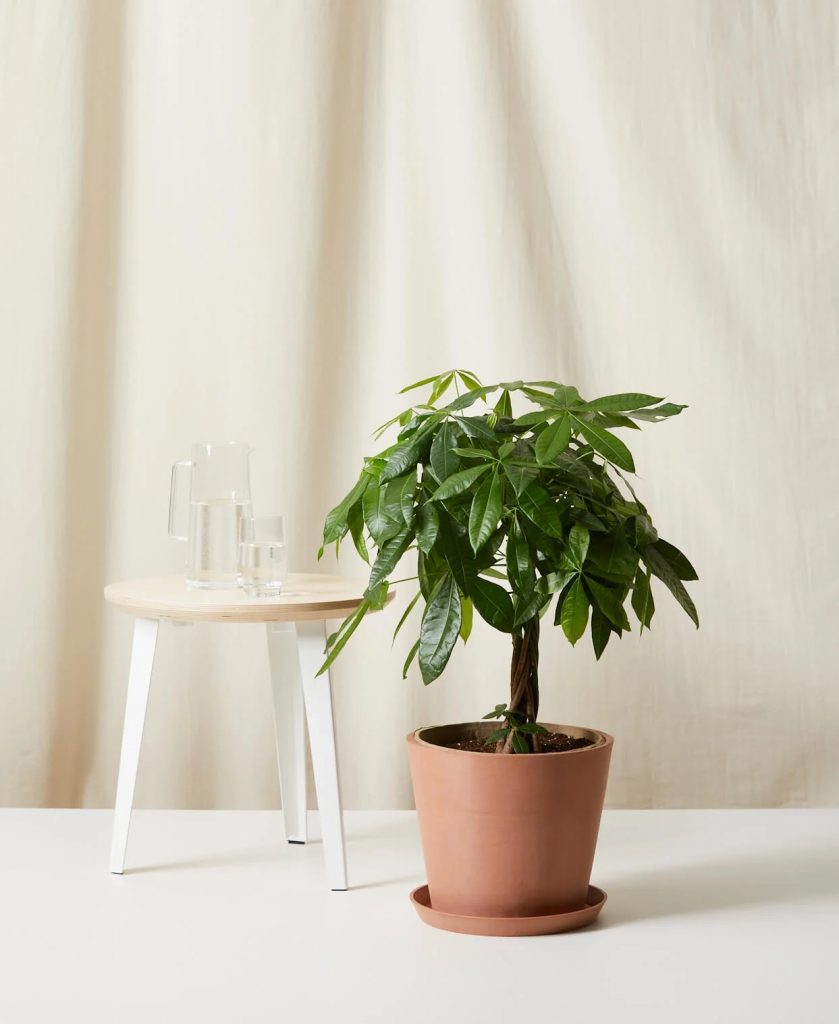 Best Pet-Friendly Houseplants_Money Tree