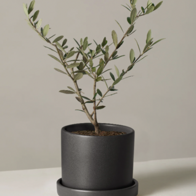 Olive tree
