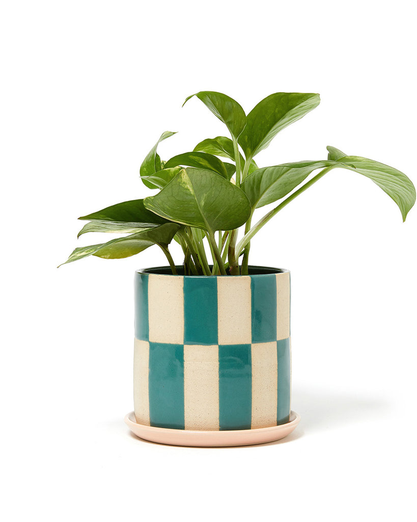 cute indoor planters