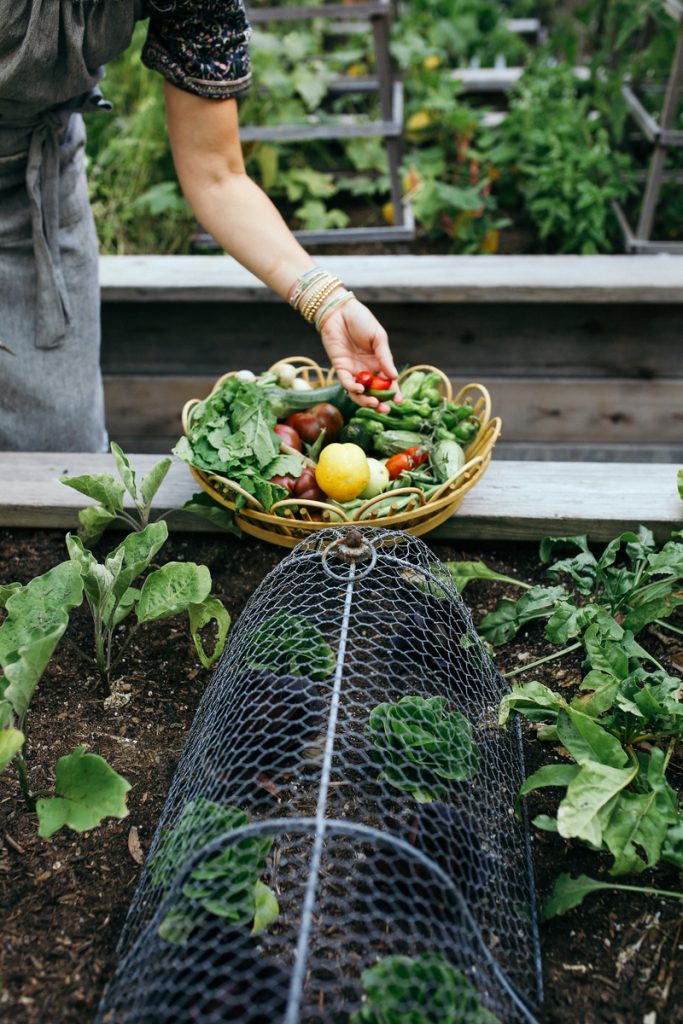 Valerie Rice picking produce from her Santa Barbara garden_how to grow your own food