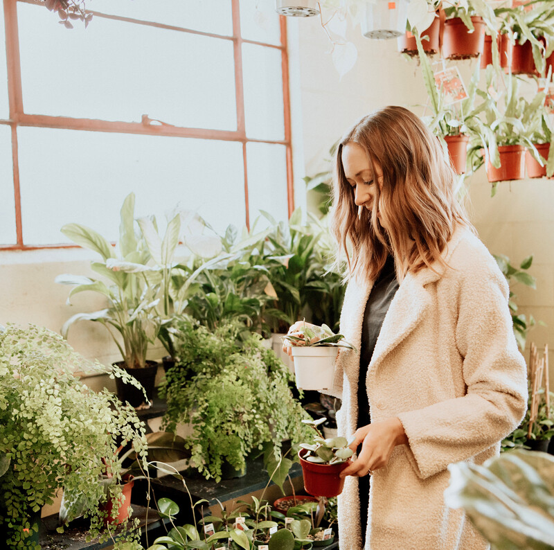 easy to grow house plants, succulents