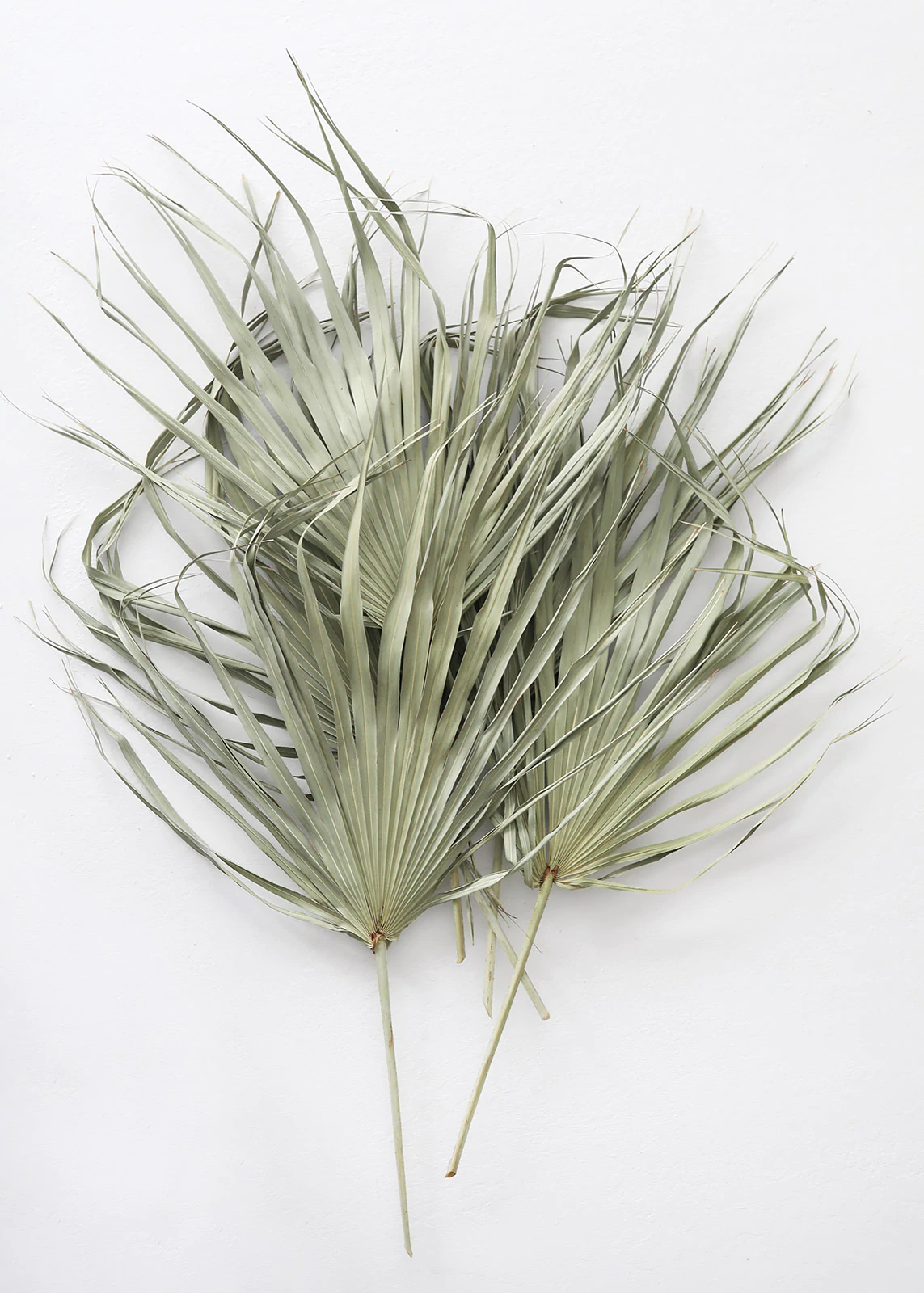Natural Dried Fan Palms, by Afloral