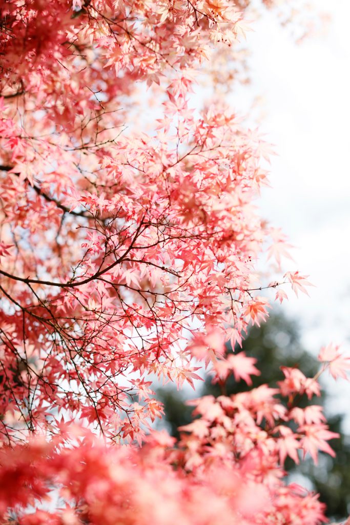 Japanese maple tree red leaves outside_mindfulness for sleep