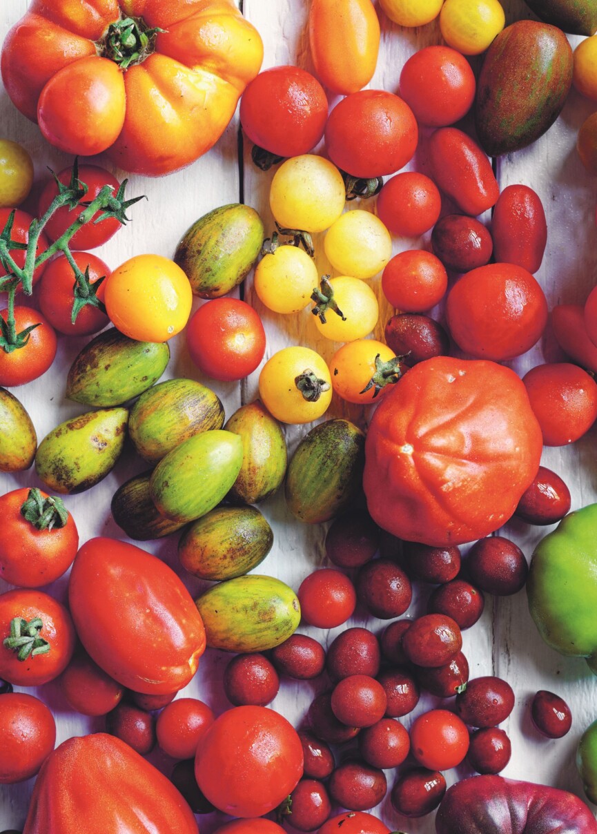 Fennel and Tomato Panzanella with Home-Made Ricotta - Cookbook Author Alice Zaslavsky