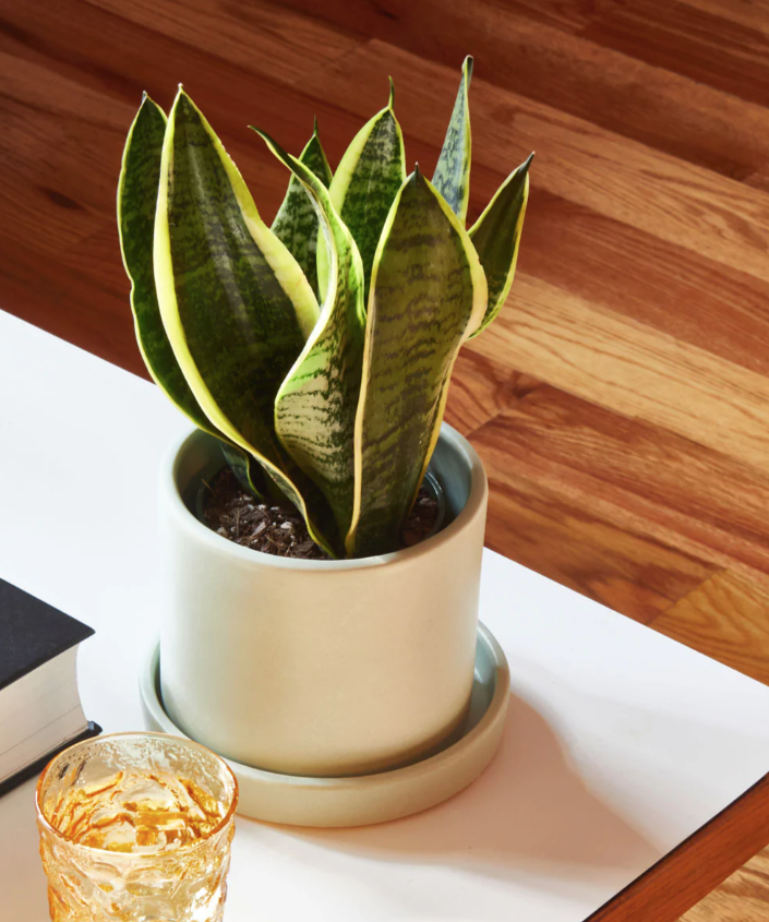 snake plant