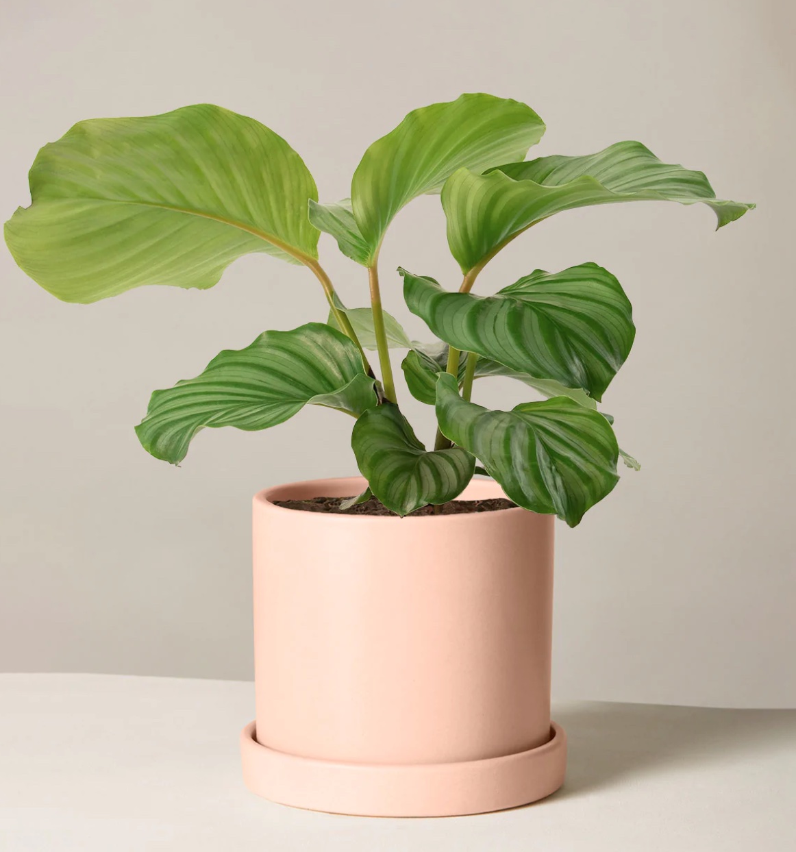 calathea plant