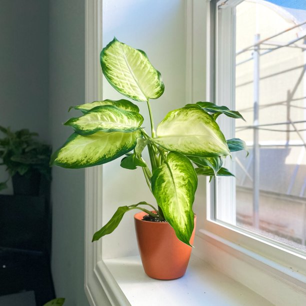 dieffenbachia