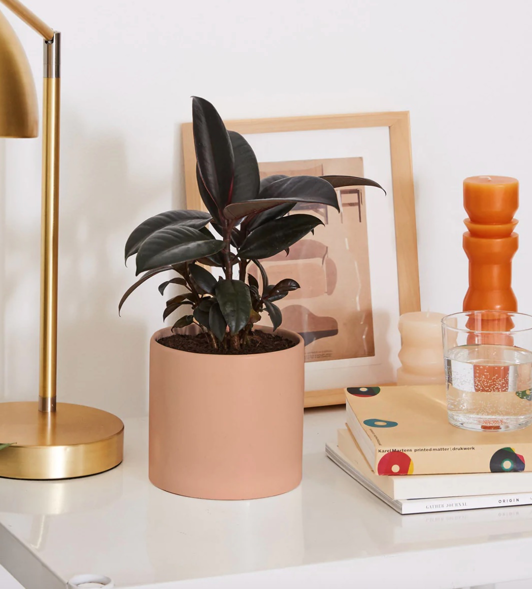 ficus burgundy