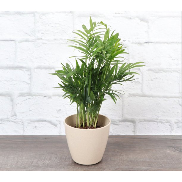 Parlor Palm