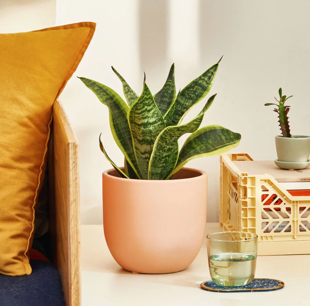 snake plant