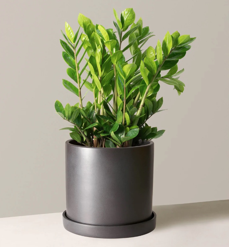 snake plant