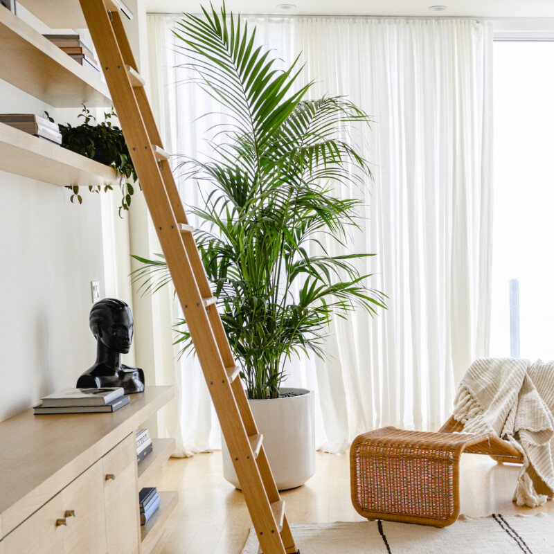 living room with tall plant and open shelving