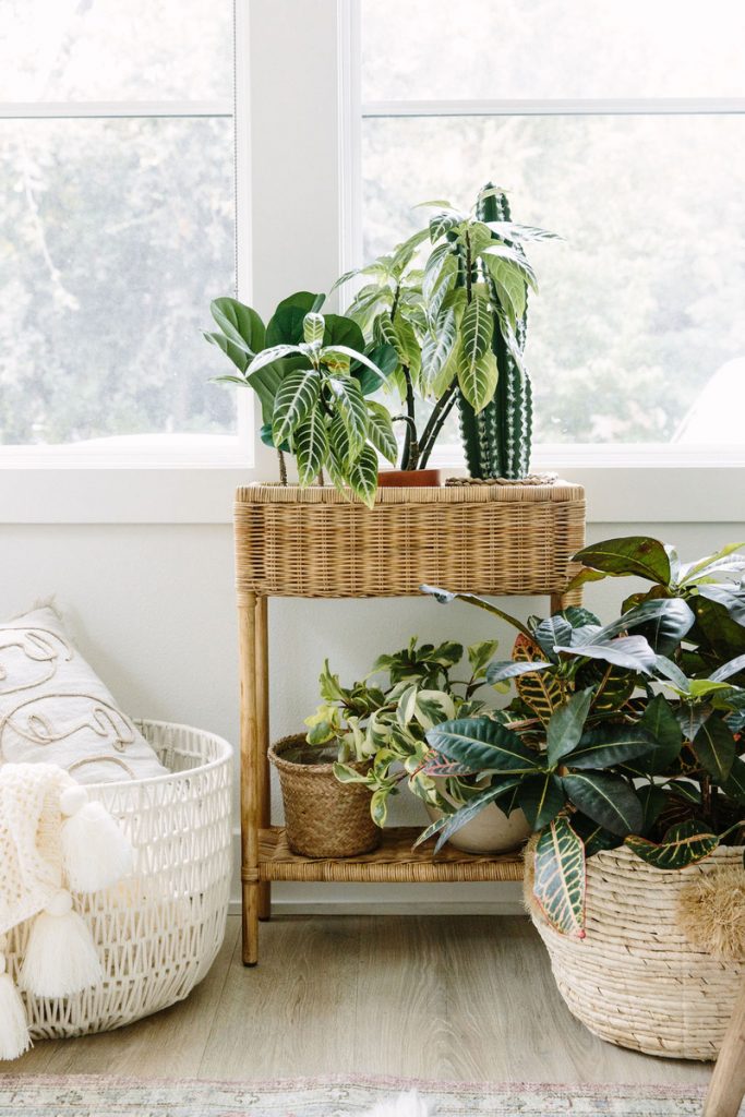 Camille Styles office plants_best indoor hanging plants