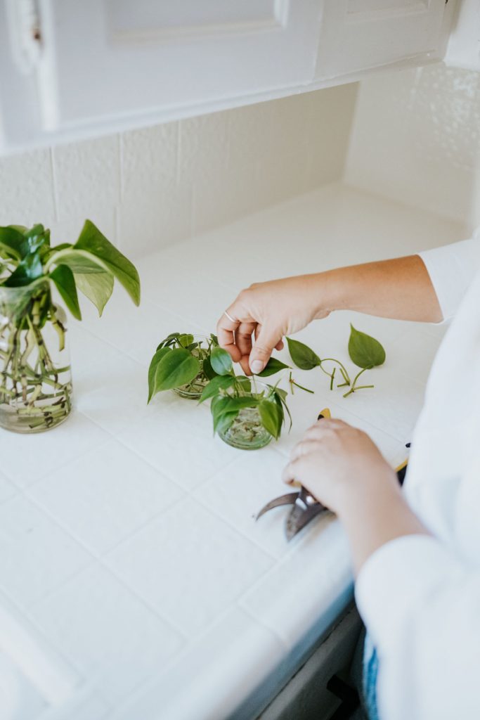 Janessa Leone potting plants_best indoor hanging plants