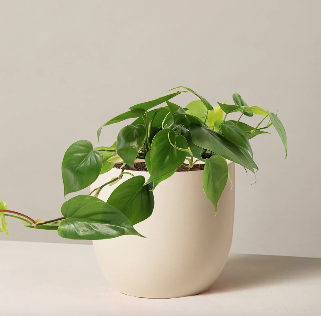 philodendron