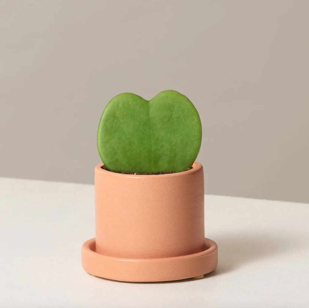 Hoya Heart