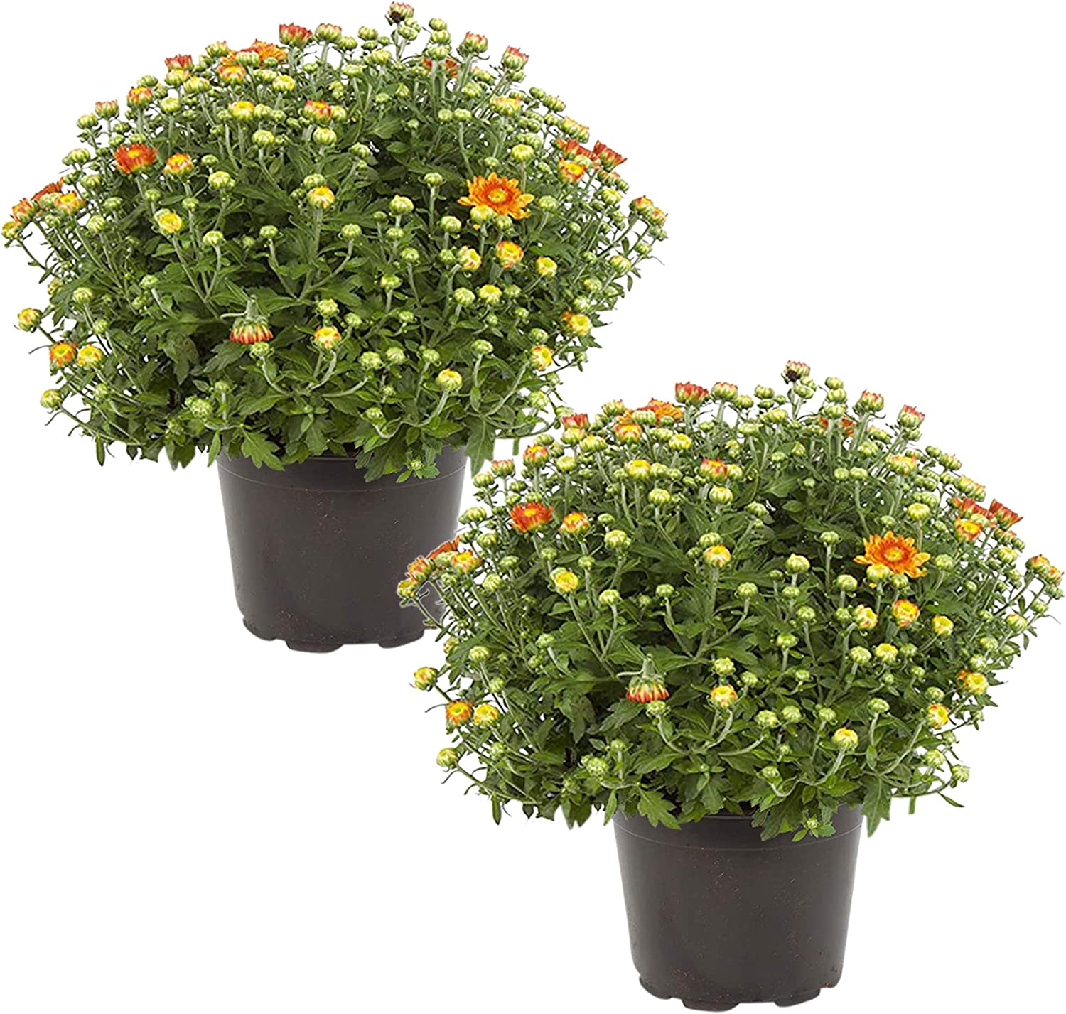 Live Flowering Hardy Chrysanthemum Amazon