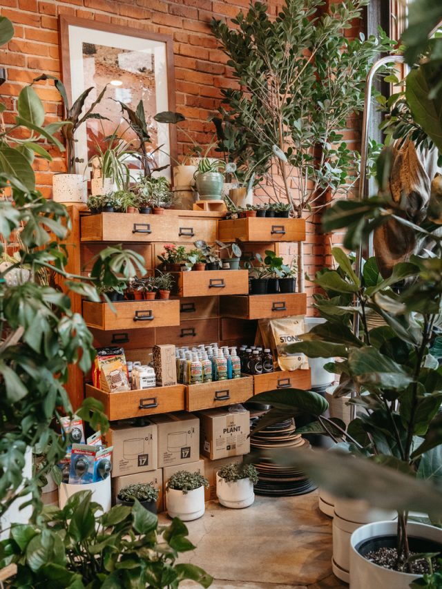Best Low Light Indoor Plants