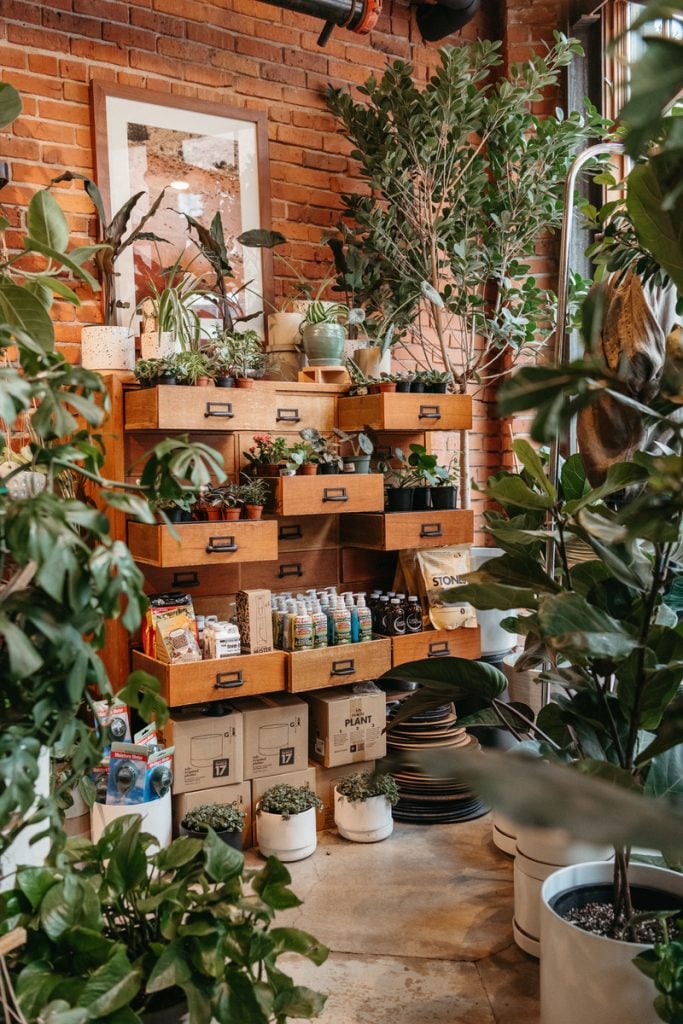 nursery best low-light indoor plants