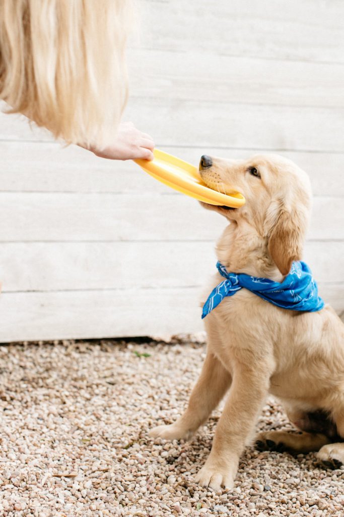 dog holding yellow frisbee in mouth_outdoor games for adults