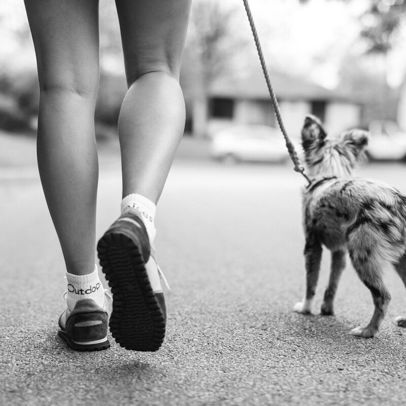 sneakers, running, dog
