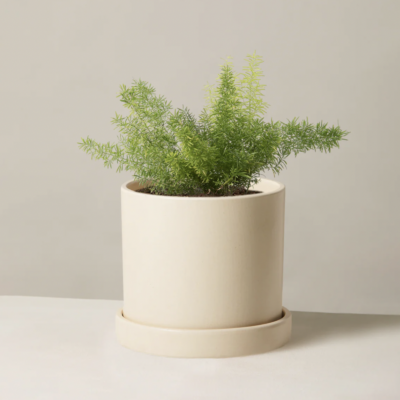 Foxtail Fern from The Sill
