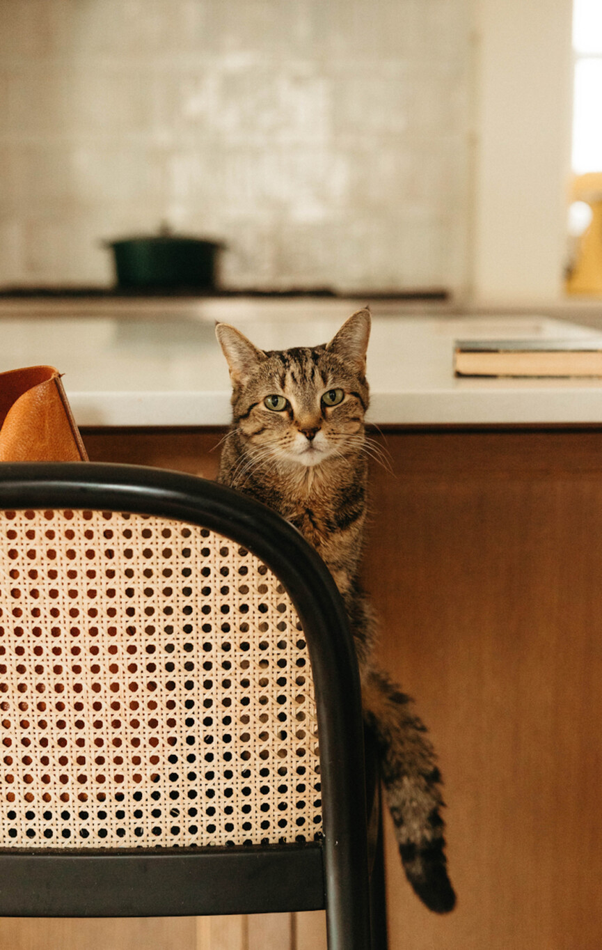 Ambitious kitchen cat.