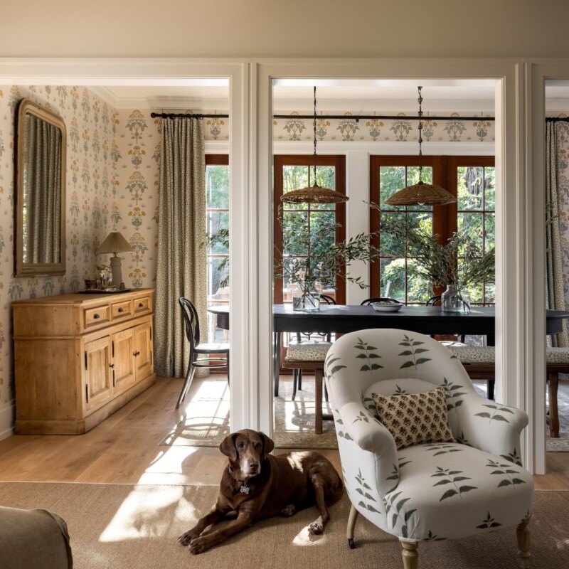 Dog in living room